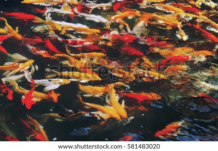 Colorful  fancy carp or Koi fish swimming at pond
 A freshwater fish of the carp. 
 



