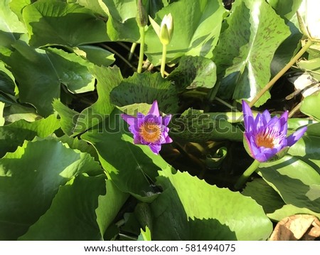 Lotus pond full of green leaves and two  pink lotus flowers in the sunlight , focus some points