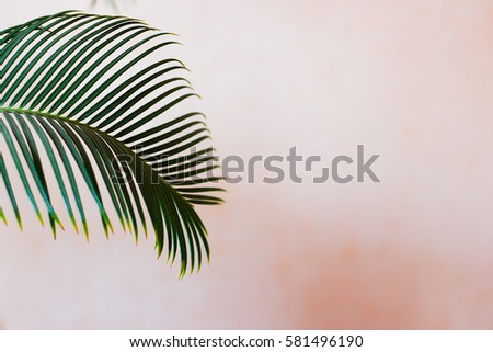 Palm tree in front of the wall - pastel colors - beautiful palm leaf summer concept
