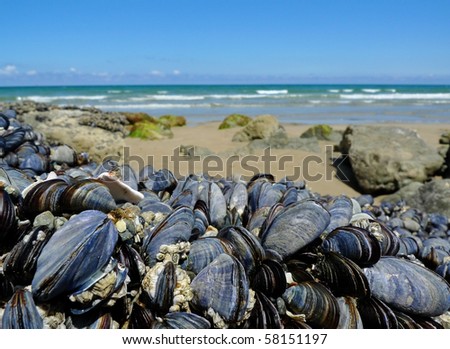 eatable mussels on a stones and sea coast Royalty-Free Stock Photo #58151197