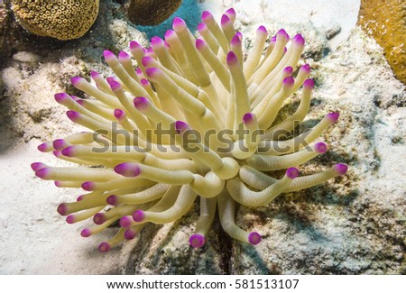 Sea anemones are a group of water-dwelling, predatory animals of the order Actiniaria Royalty-Free Stock Photo #581513107