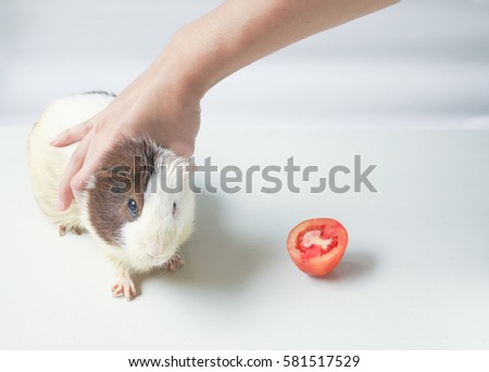 Hand touching a guinea pig, a popular household pet.