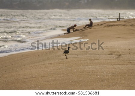 A small bird on the beach, Sri Lanka. Man and woman playing with sand.