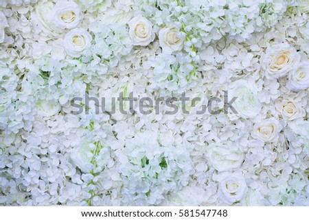 white rose flower on wall background.