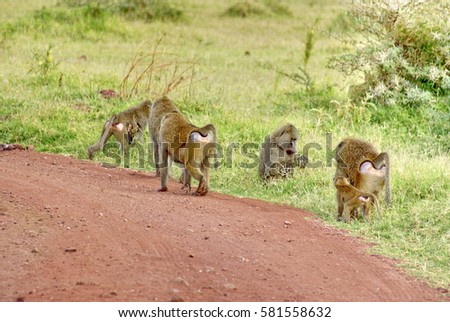 Troop of baboons on the side of a dirt road in Lake Manyara National Park, Tanzania