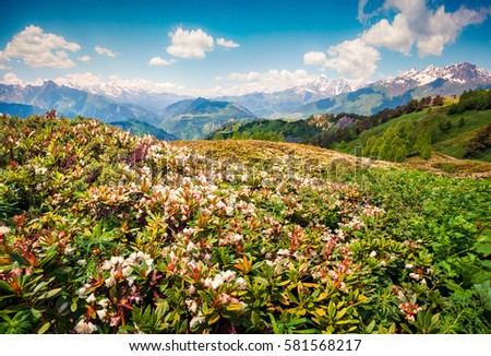 Fields of blooming white rhododendron flowers in the Caucasus mountains in June. Sunny morning view on the mountain hill in Upper Svanetia, Georgia, Europe. Beauty of nature concept background.