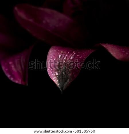 purple petals with drops 