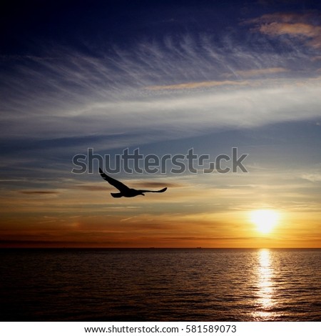 Seagull in the sky over sea at sunset. Landscape sunset picture with dark blue sea, golden sky, white clouds with reflection of the low sun in the water and a silhouette  of a gull in flight