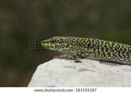 Italian wall lizard, ruin lizard,Podarcis siculus