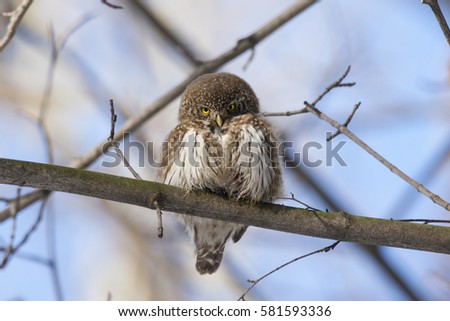 Eurasian pygmy owl, tiny and very cute nocturnal predator bird, sitting on branch close-up with blurred background. Front view. Bird in wildlife.
