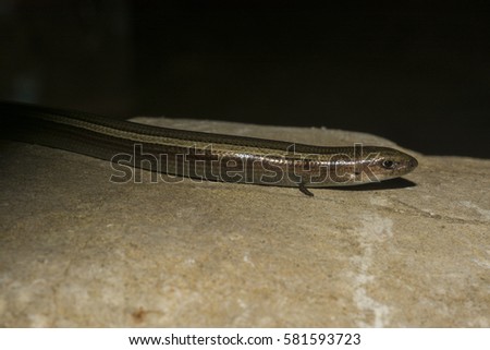 Italian three-toed skink or just the three-toed skink ,Chalcides chalcides