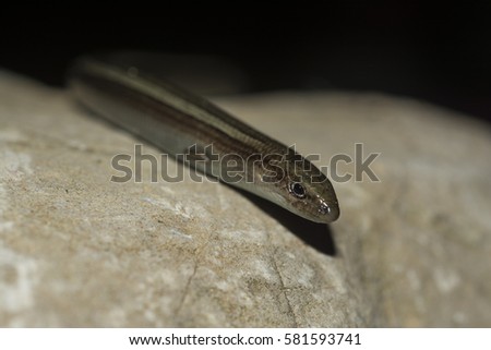 Italian three-toed skink or just the three-toed skink ,Chalcides chalcides