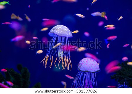Underwater world fish Aquarium Royalty-Free Stock Photo #581597026