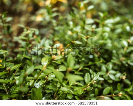 Small leaves background cloes up wallpaper