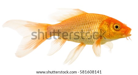 Gold Fish Carp Isolated on White Background. Cyprinus carpio haematopterus