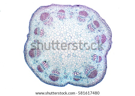 Sunflower (Helianthus) stem cross section under the microscope Royalty-Free Stock Photo #581617480