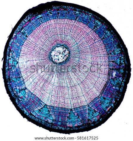 Basswood (Tilia americana) section under the microscope Royalty-Free Stock Photo #581617525