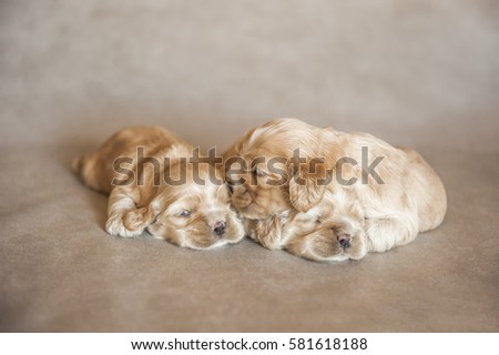 newborn puppies American Cocker Spaniel