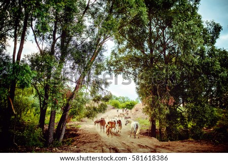 herd of horses in the forest