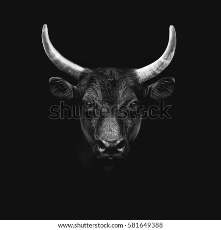 black camargue bull face portrait isolated on white background Royalty-Free Stock Photo #581649388