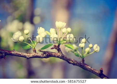 Apple tree flower blossoming at spring time, floral background