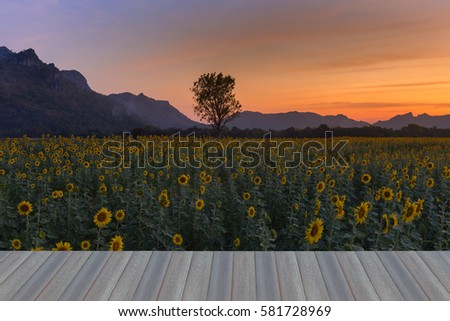 Tree over full bloom sunflower field with beautiful sunset sky background, natural landscape background