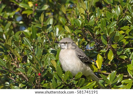 Northern Mockingbird perched in Holly bush