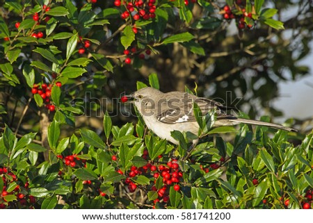 Northern Mockingbird eating Holly bush berries