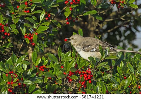 Northern Mockingbird tossing Holly bush berry