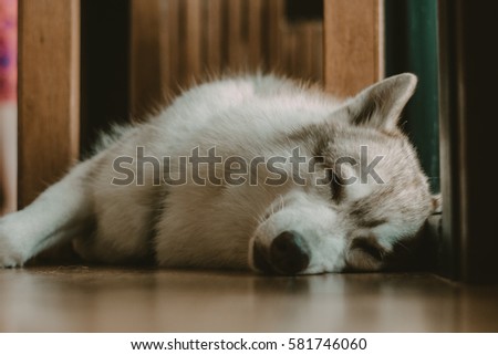 siberian cute dog is sleep