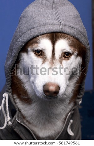 Close-up portrait of a beautiful Siberian husky dog dressed in a gray hoodie