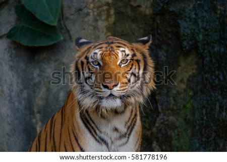 Closeup picture at the head of tiger.