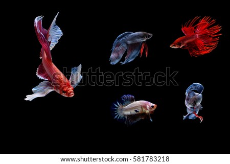 Betta fish, siamese fighting fish, betta splendens,aquarium,moment of siamese fighting fish colorful and so strong mix group