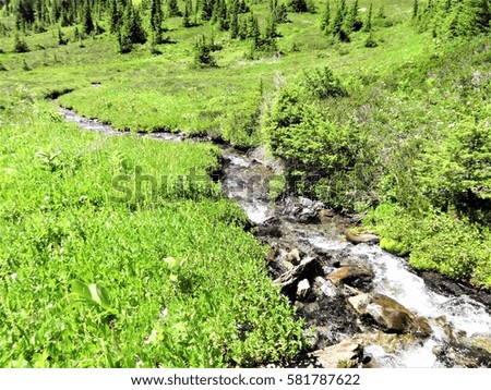 A small stream flows in a mountain meadow