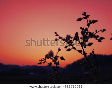 Dry grass flowers in sunset with red sky.