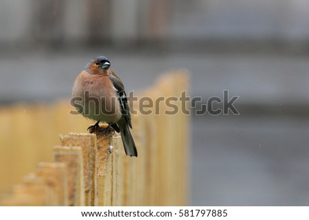 Birds and animals in wildlife. Bird sitting on a wooden fence under rain drops, spring time.