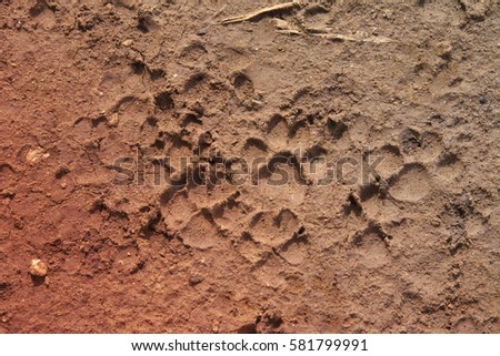 Tiger or Cat foot step on mud