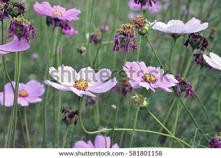 Close up flowers background. Amazing view of colorful pink flowering in the garden.