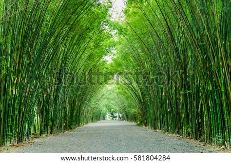 Bamboo in the forest nature background Royalty-Free Stock Photo #581804284