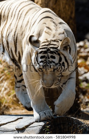 White tiger in zoo, Thailand