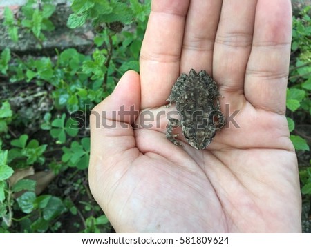 Asian common toad, Bufo melanostictus