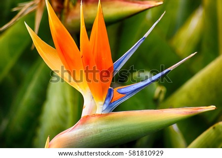 Crane flower Royalty-Free Stock Photo #581810929