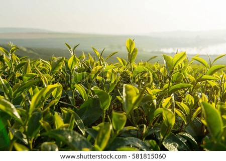 Green tea sprout and leaf in highland plantation farm with morning sunlight and mist