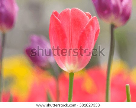 Spring flowers series, macro of beautiful pink tulip in the garden in sunny spring day.