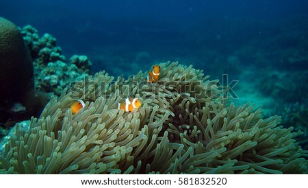 group of clown fish name amphiprion ocellaris in their nest called sea anemones. the picture was taken from coral reef area at Tioman island, malaysia