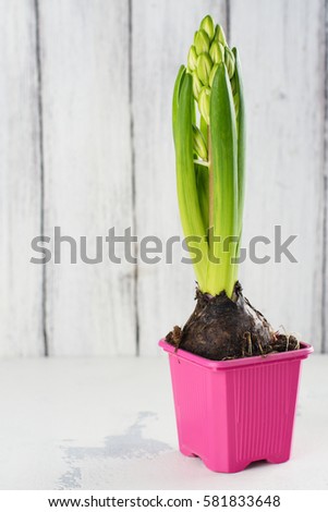Spring time concept. Hyacinth and gardening tools over white background. Space for text