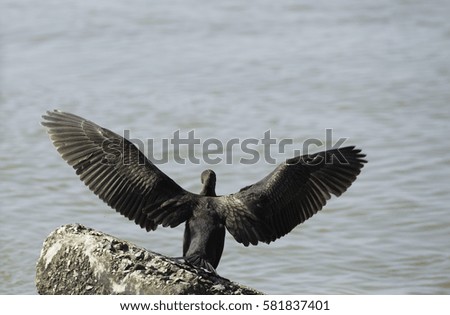 Double-crested Cormorant (Phalacrocorax auritus) .Romania