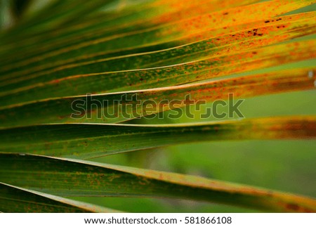 Palm leaves texture