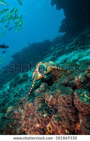 Maldivian hawkbill turtle exploring coral reef. Underwater life and ocean ecosystem