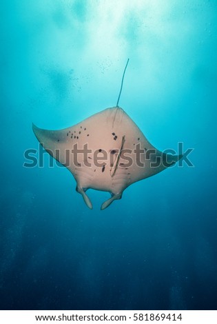 Beautiful big manta ray floating in deep blue ocean, Indian ocean, Maldives